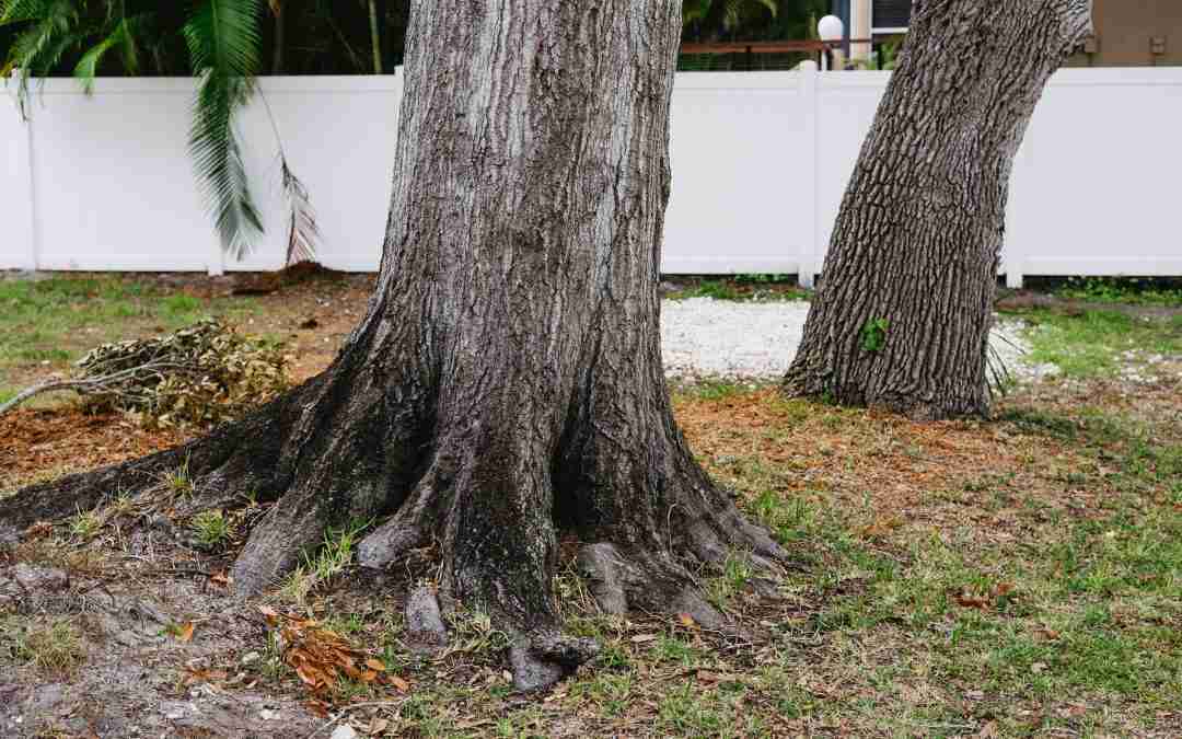 Why a Landscaping Service is the Best Service for Tree Stump Removal