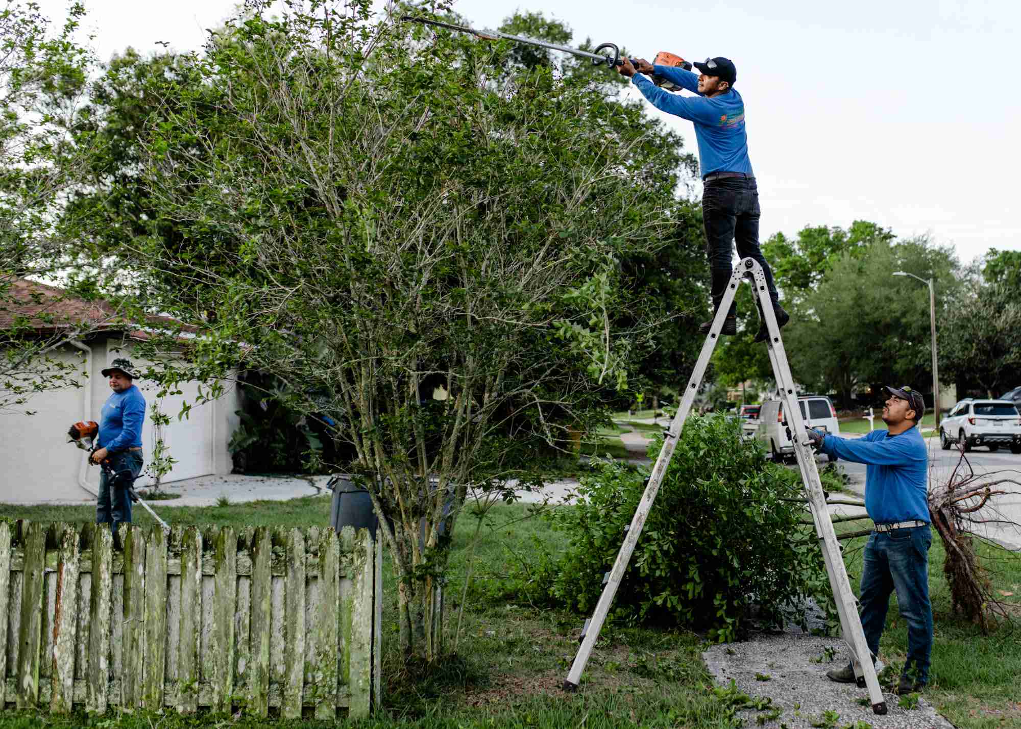 Professional tree cutting service removing a hazardous limb